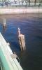 /photos/mini/1605/103/Photo_20160503130631_59.952182_30.322432_2kmh_32grad.jpg